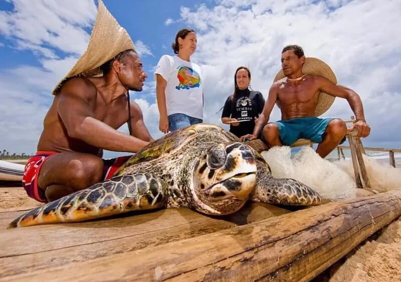 pessoas em volta de uma tartaruga na praia